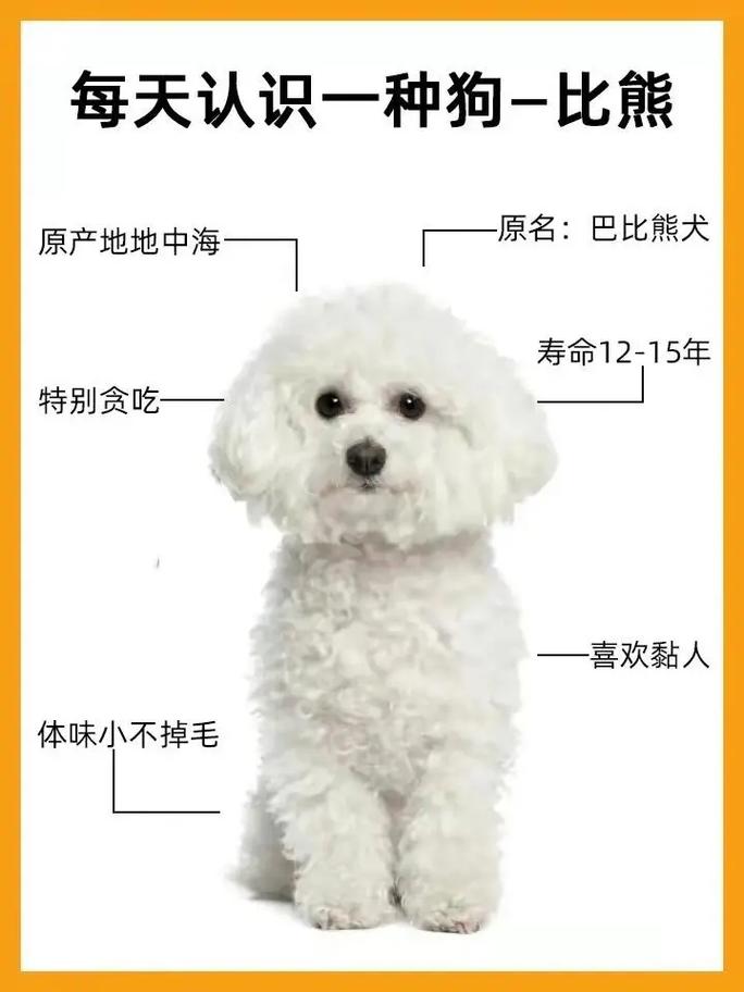比熊犬是哪个国家的狗狗_比熊犬是什么国家的-第2张图片-后鲨宠物 比熊犬是哪个国家的狗狗_比熊犬是什么国家的-第2张图片-后鲨宠物