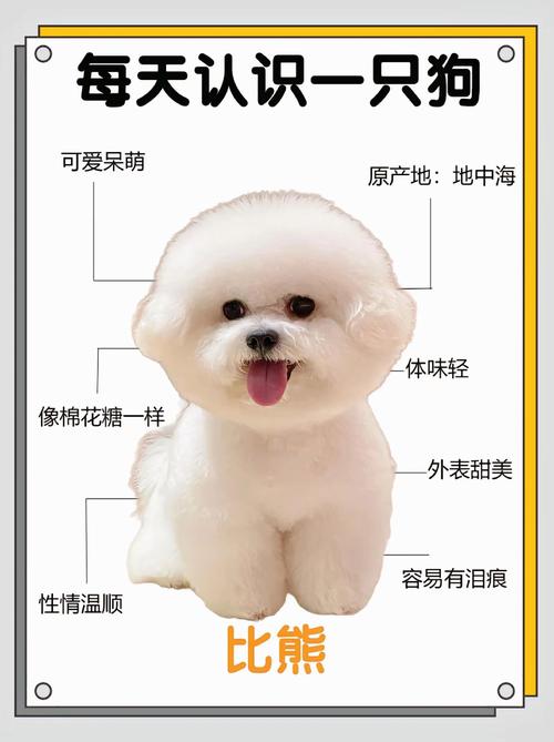 比熊犬是哪个国家的狗狗_比熊犬是什么国家的-第4张图片-后鲨宠物 比熊犬是哪个国家的狗狗_比熊犬是什么国家的-第4张图片-后鲨宠物