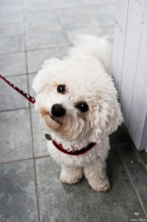 比熊犬是哪个国家的狗狗_比熊犬是什么国家的-第5张图片-后鲨宠物 比熊犬是哪个国家的狗狗_比熊犬是什么国家的-第5张图片-后鲨宠物