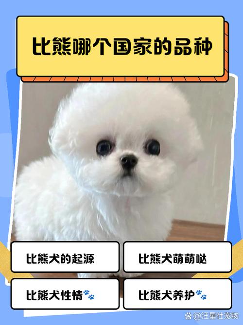 比熊犬是哪个国家的狗狗_比熊犬是什么国家的-第6张图片-后鲨宠物 比熊犬是哪个国家的狗狗_比熊犬是什么国家的-第6张图片-后鲨宠物