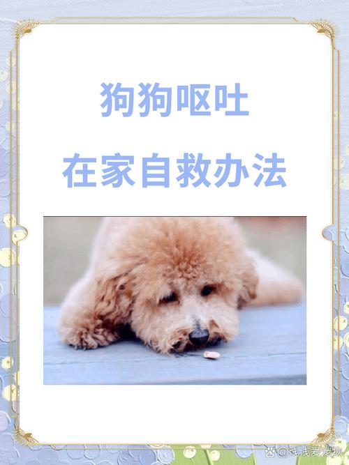 怎么让狗狗吐出来,怎么可以让狗狗吐-第3张图片-后鲨宠物 怎么让狗狗吐出来,怎么可以让狗狗吐-第3张图片-后鲨宠物