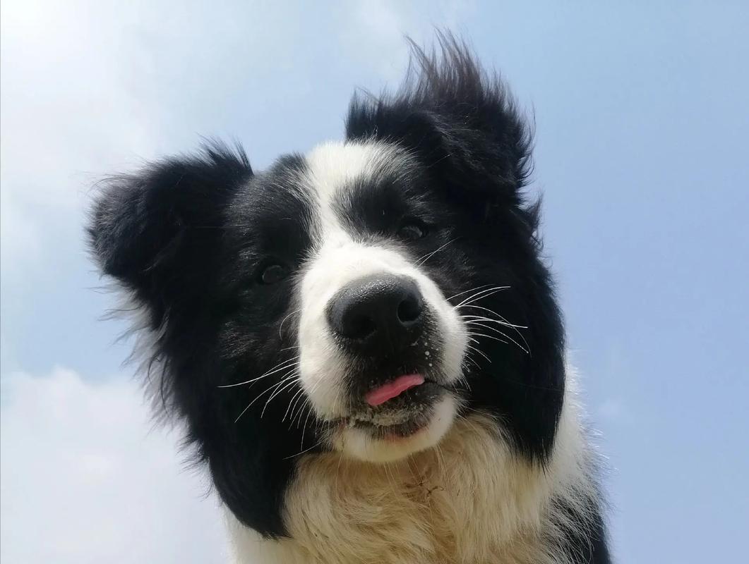 狗狗可以吃黑米吗,狗狗可以吃黑米嘛-第2张图片-后鲨宠物 狗狗可以吃黑米吗,狗狗可以吃黑米嘛-第2张图片-后鲨宠物