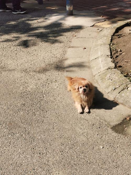 狗狗能晒太阳吗_狗狗能晒夏天的太阳吗-第2张图片-后鲨宠物