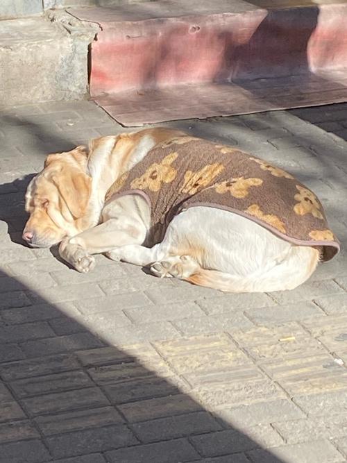 狗狗能晒太阳吗_狗狗能晒夏天的太阳吗-第3张图片-后鲨宠物