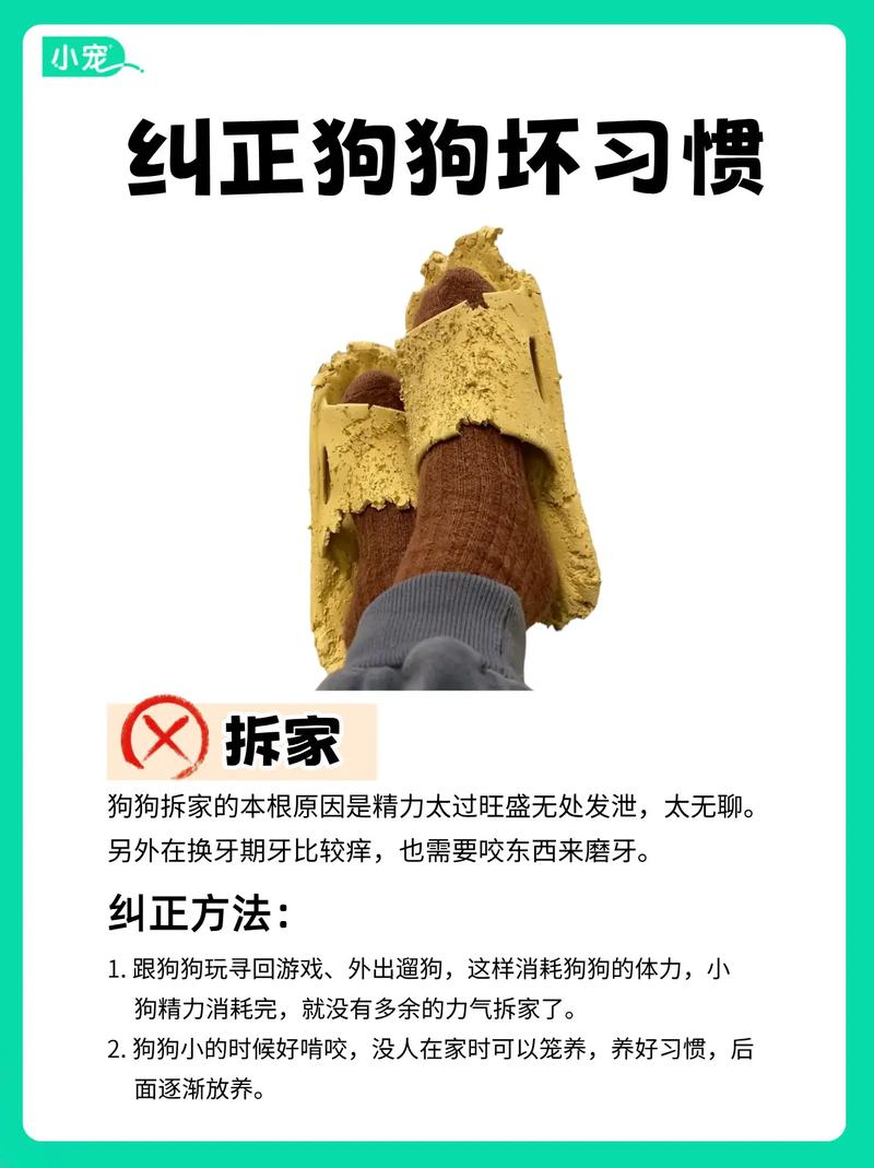 如何训练狗狗不护食,怎么教狗狗不护食物-第5张图片-后鲨宠物 如何训练狗狗不护食,怎么教狗狗不护食物-第5张图片-后鲨宠物