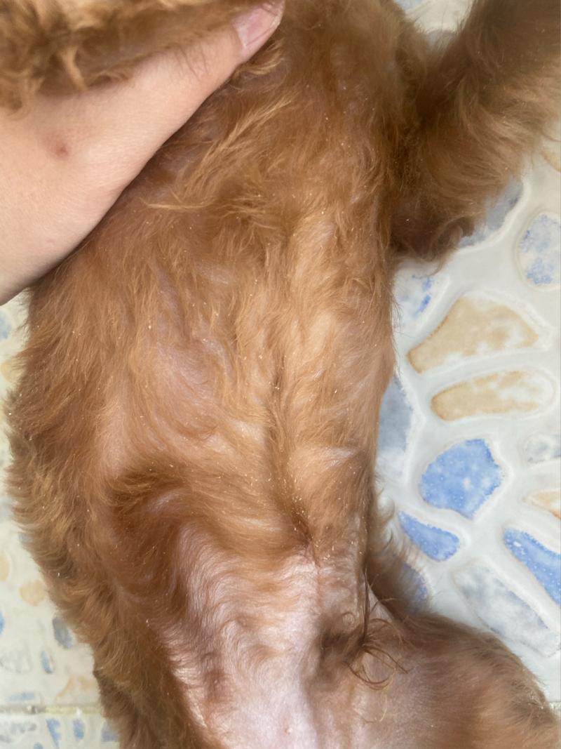 泰迪狗狗有皮屑怎么办，泰迪狗狗有皮屑怎么办用什么药？