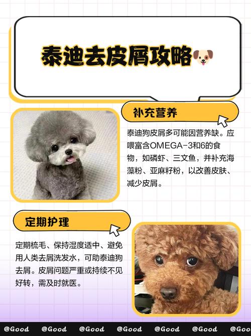 泰迪狗狗有皮屑怎么办,泰迪狗狗有皮屑怎么办用什么药?-第2张图片-后鲨宠物 泰迪狗狗有皮屑怎么办,泰迪狗狗有皮屑怎么办用什么药?-第2张图片-后鲨宠物