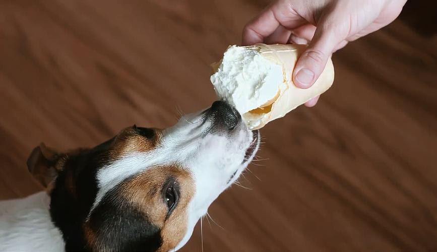狗狗可以吃豆腐脑吗,小狗吃豆腐脑-第2张图片-后鲨宠物 狗狗可以吃豆腐脑吗,小狗吃豆腐脑-第2张图片-后鲨宠物