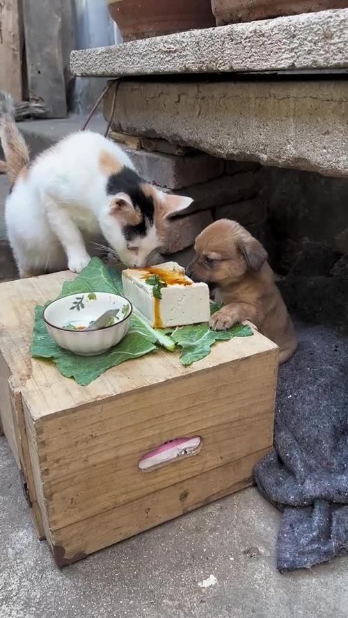 狗狗可以吃豆腐脑吗,小狗吃豆腐脑-第5张图片-后鲨宠物 狗狗可以吃豆腐脑吗,小狗吃豆腐脑-第5张图片-后鲨宠物