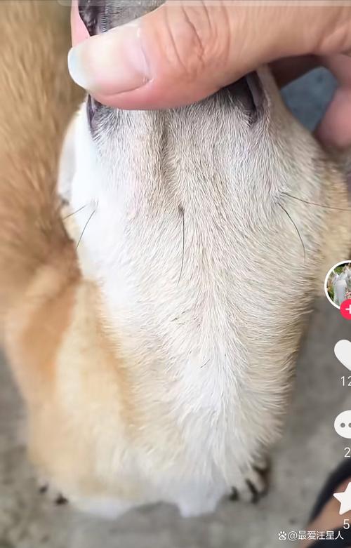  狗狗的胡子有什么用，狗的胡子起什么作用-第2张图片-后鲨宠物