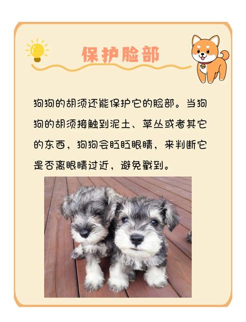  狗狗的胡子有什么用，狗的胡子起什么作用-第4张图片-后鲨宠物