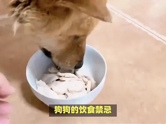  狗狗能吃大蒜吗，狗狗能吃大蒜吗为什么-第3张图片-后鲨宠物