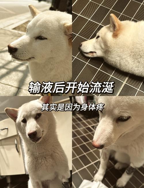 狗狗肠套叠可以自愈吗_狗狗肠套叠可以自愈吗视频-第1张图片-后鲨宠物 狗狗肠套叠可以自愈吗_狗狗肠套叠可以自愈吗视频-第1张图片-后鲨宠物