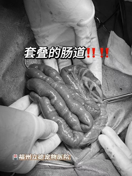 狗狗肠套叠可以自愈吗_狗狗肠套叠可以自愈吗视频-第2张图片-后鲨宠物 狗狗肠套叠可以自愈吗_狗狗肠套叠可以自愈吗视频-第2张图片-后鲨宠物