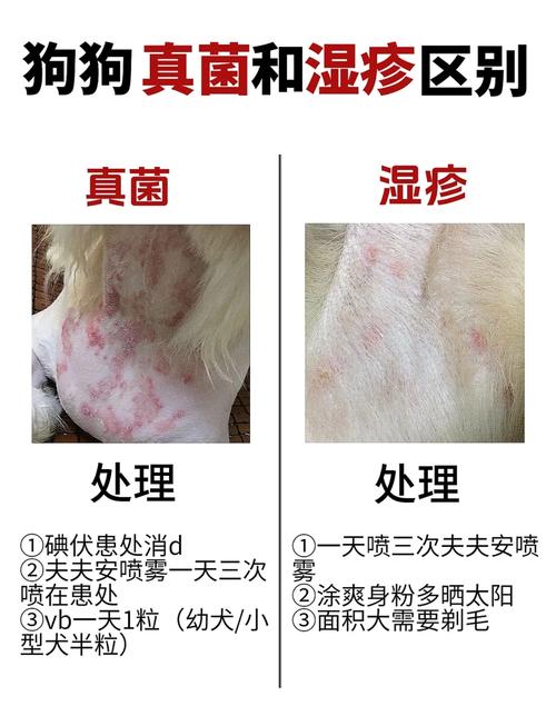 狗狗起湿疹用什么药膏,狗狗湿疹用什么药膏最有效-第2张图片-后鲨宠物 狗狗起湿疹用什么药膏,狗狗湿疹用什么药膏最有效-第2张图片-后鲨宠物