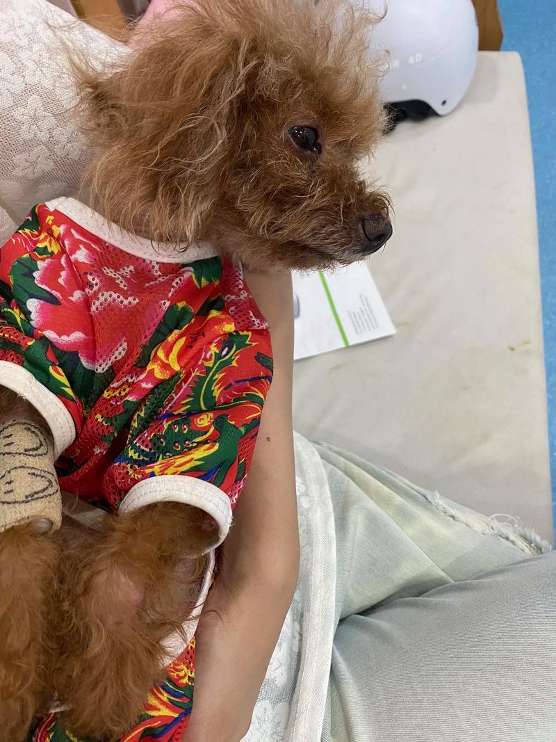 狗狗丢了可以报警吗_狗狗丢了可以报警吗查马路监控吗-第3张图片-后鲨宠物 狗狗丢了可以报警吗_狗狗丢了可以报警吗查马路监控吗-第3张图片-后鲨宠物