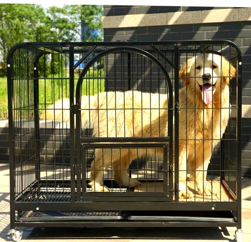 把狗狗关在笼子里好吗,把狗狗关在笼子里养会影响长大吗-第1张图片-后鲨宠物 把狗狗关在笼子里好吗,把狗狗关在笼子里养会影响长大吗-第1张图片-后鲨宠物