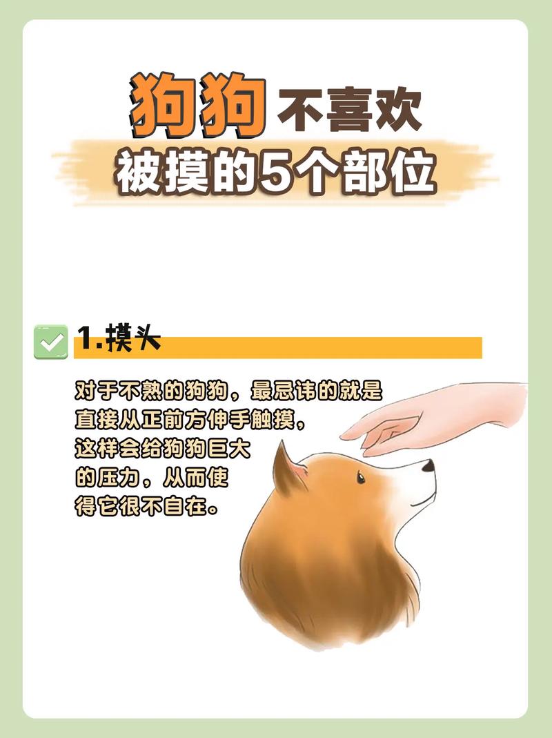 狗狗的鼻子可以摸吗_狗狗的鼻子能不能碰-第2张图片-后鲨宠物 狗狗的鼻子可以摸吗_狗狗的鼻子能不能碰-第2张图片-后鲨宠物