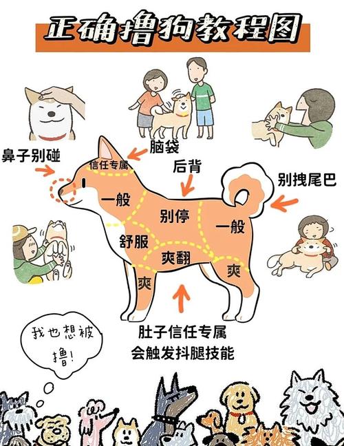 狗狗的鼻子可以摸吗_狗狗的鼻子能不能碰-第6张图片-后鲨宠物 狗狗的鼻子可以摸吗_狗狗的鼻子能不能碰-第6张图片-后鲨宠物