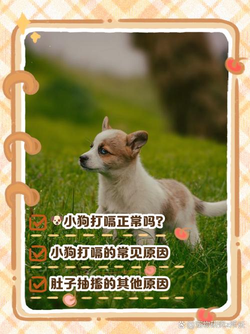 狗狗打嗝怎么办_狗狗打嗝怎么办啊-第5张图片-后鲨宠物 狗狗打嗝怎么办_狗狗打嗝怎么办啊-第5张图片-后鲨宠物