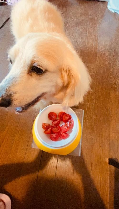 狗狗可以喝鸡蛋汤吗_狗狗可以喝鸡蛋羹吗-第3张图片-后鲨宠物 狗狗可以喝鸡蛋汤吗_狗狗可以喝鸡蛋羹吗-第3张图片-后鲨宠物