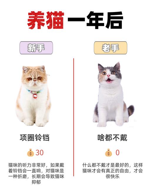 猫咪可以戴铃铛吗_可不可以给猫咪戴铃铛-第2张图片-后鲨宠物 猫咪可以戴铃铛吗_可不可以给猫咪戴铃铛-第2张图片-后鲨宠物