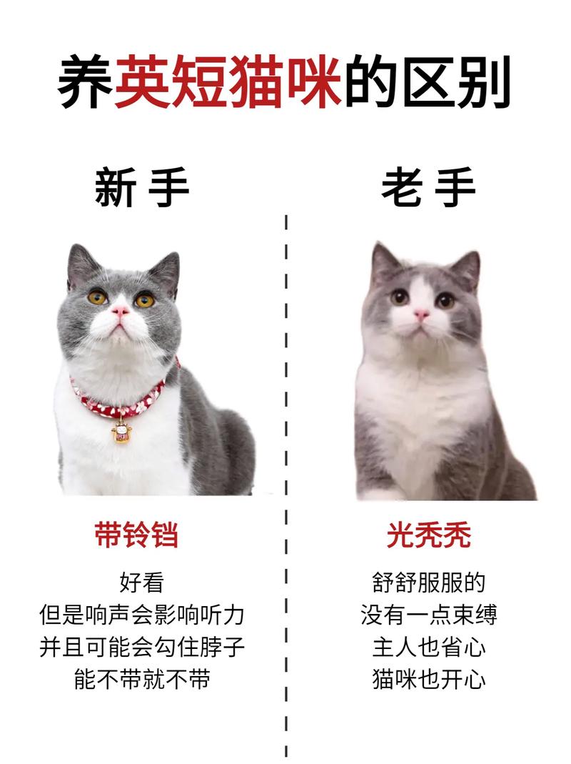 猫咪可以戴铃铛吗_可不可以给猫咪戴铃铛-第4张图片-后鲨宠物 猫咪可以戴铃铛吗_可不可以给猫咪戴铃铛-第4张图片-后鲨宠物