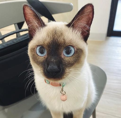 猫咪可以戴铃铛吗_可不可以给猫咪戴铃铛-第6张图片-后鲨宠物 猫咪可以戴铃铛吗_可不可以给猫咪戴铃铛-第6张图片-后鲨宠物