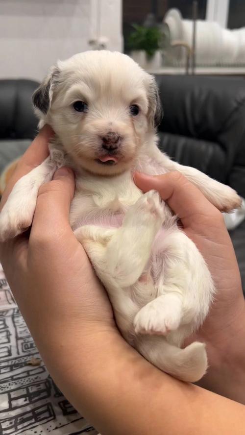 狗狗满月是多少天,狗狗满月是几天-第3张图片-后鲨宠物 狗狗满月是多少天,狗狗满月是几天-第3张图片-后鲨宠物