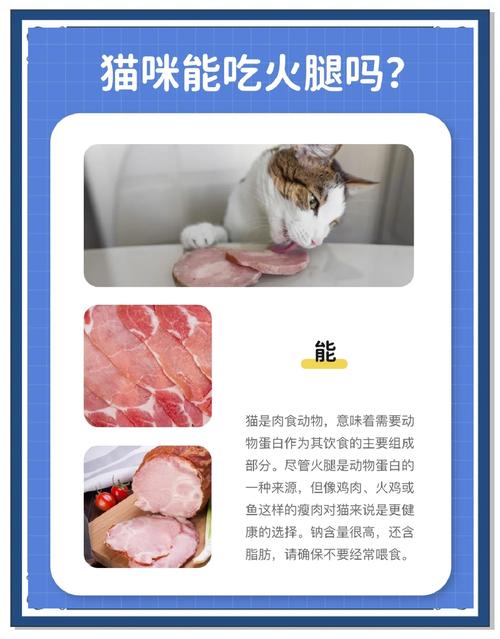 猫咪能吃香肠吗,遇见流浪猫可以喂什么-第2张图片-后鲨宠物 猫咪能吃香肠吗,遇见流浪猫可以喂什么-第2张图片-后鲨宠物