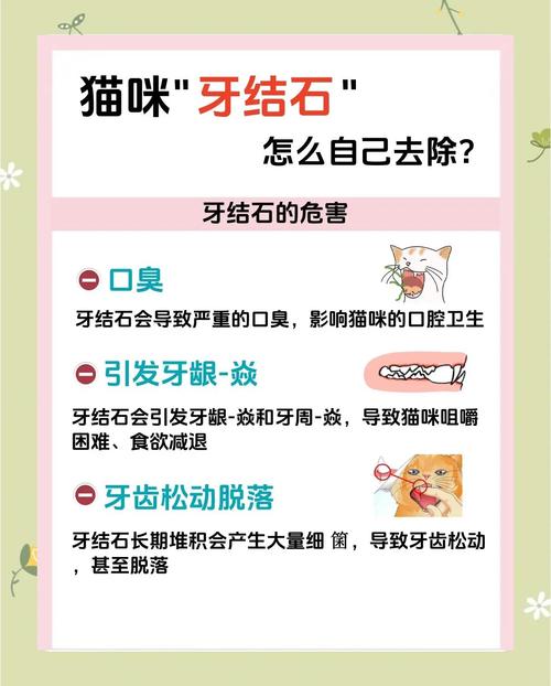 猫咪牙结石怎么去除，猫咪牙结石去除神器？-第5张图片-后鲨宠物