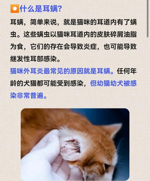猫咪耳螨怎么引起的_猫咪耳螨引起的脑炎怎么治疗-第4张图片-后鲨宠物 猫咪耳螨怎么引起的_猫咪耳螨引起的脑炎怎么治疗-第4张图片-后鲨宠物