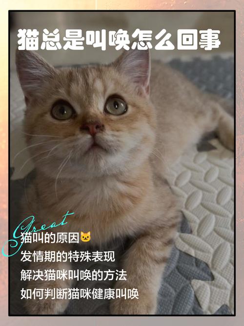 猫咪老叫唤什么原因_猫咪老叫唤什么原因还老想出门呢-第1张图片-后鲨宠物 猫咪老叫唤什么原因_猫咪老叫唤什么原因还老想出门呢-第1张图片-后鲨宠物