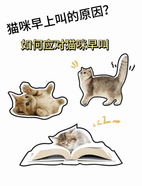 猫咪老叫唤什么原因_猫咪老叫唤什么原因还老想出门呢-第4张图片-后鲨宠物 猫咪老叫唤什么原因_猫咪老叫唤什么原因还老想出门呢-第4张图片-后鲨宠物