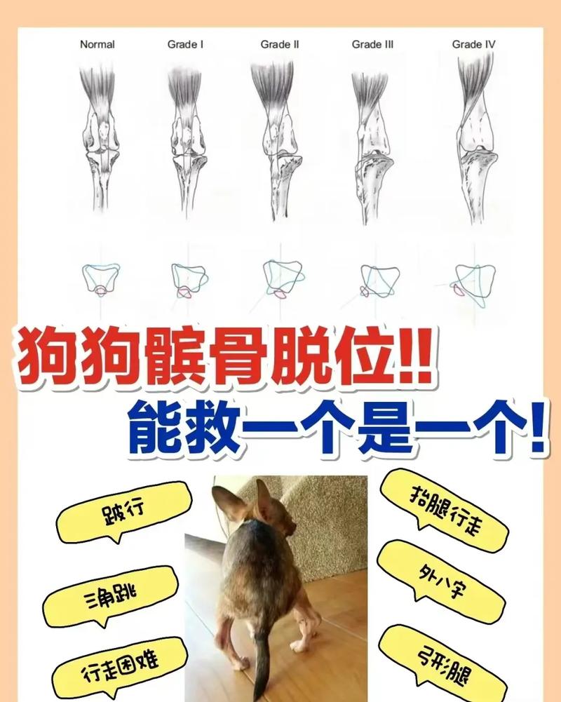 狗狗髌骨脱位手术费用,狗狗髌骨脱位手术难度大吗?-第1张图片-后鲨宠物 狗狗髌骨脱位手术费用,狗狗髌骨脱位手术难度大吗?-第1张图片-后鲨宠物