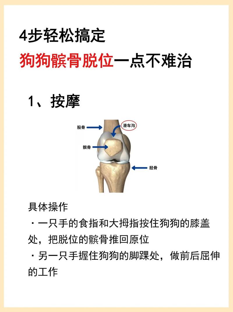 狗狗髌骨脱位手术费用,狗狗髌骨脱位手术难度大吗?-第2张图片-后鲨宠物 狗狗髌骨脱位手术费用,狗狗髌骨脱位手术难度大吗?-第2张图片-后鲨宠物