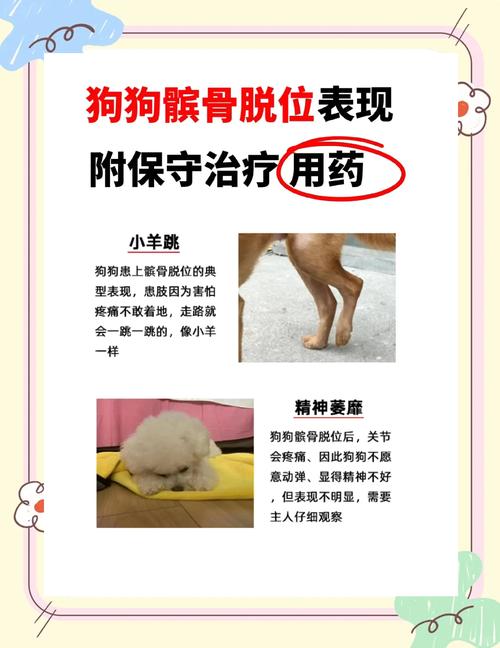 狗狗髌骨脱位手术费用,狗狗髌骨脱位手术难度大吗?-第4张图片-后鲨宠物 狗狗髌骨脱位手术费用,狗狗髌骨脱位手术难度大吗?-第4张图片-后鲨宠物