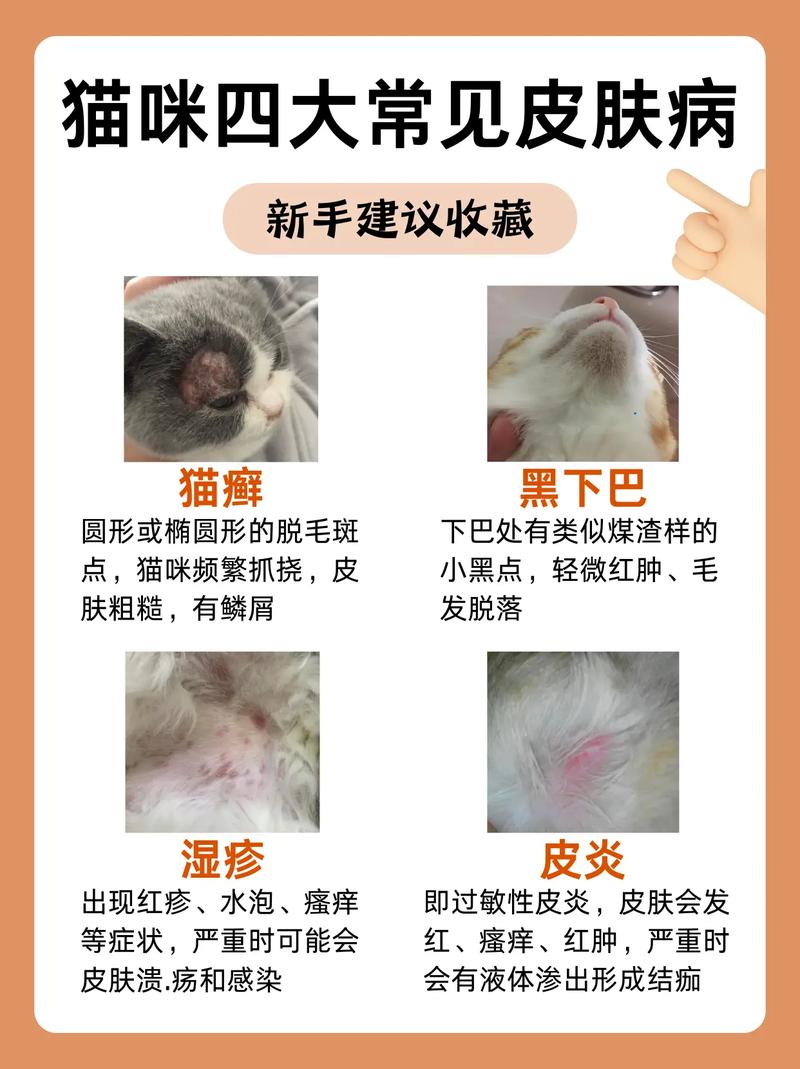 猫咪常见皮肤病,猫咪常见皮肤病有哪些?-第1张图片-后鲨宠物 猫咪常见皮肤病,猫咪常见皮肤病有哪些?-第1张图片-后鲨宠物