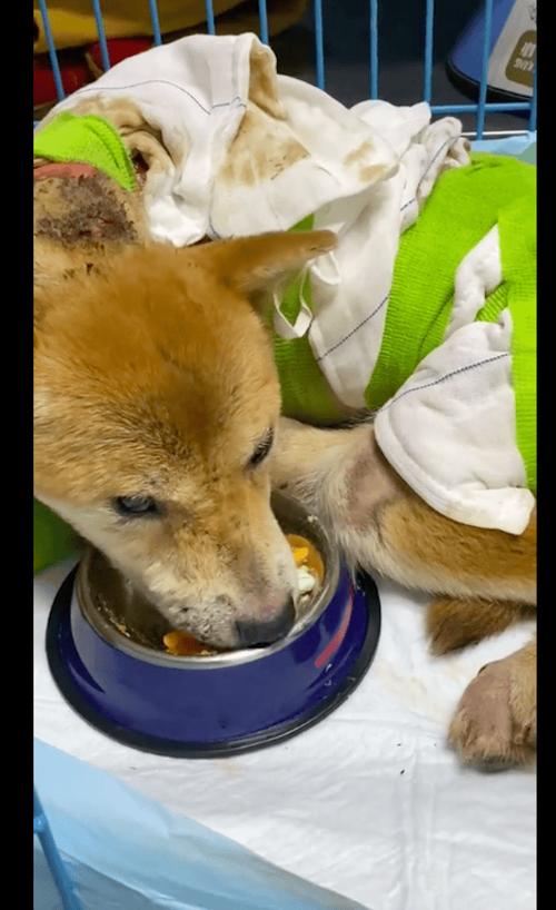  狗狗被热水烫了怎么办，狗狗被开水烫伤怎么办