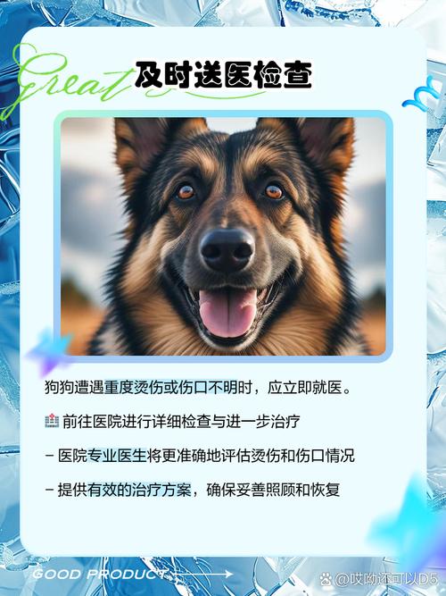  狗狗被热水烫了怎么办，狗狗被开水烫伤怎么办-第3张图片-后鲨宠物