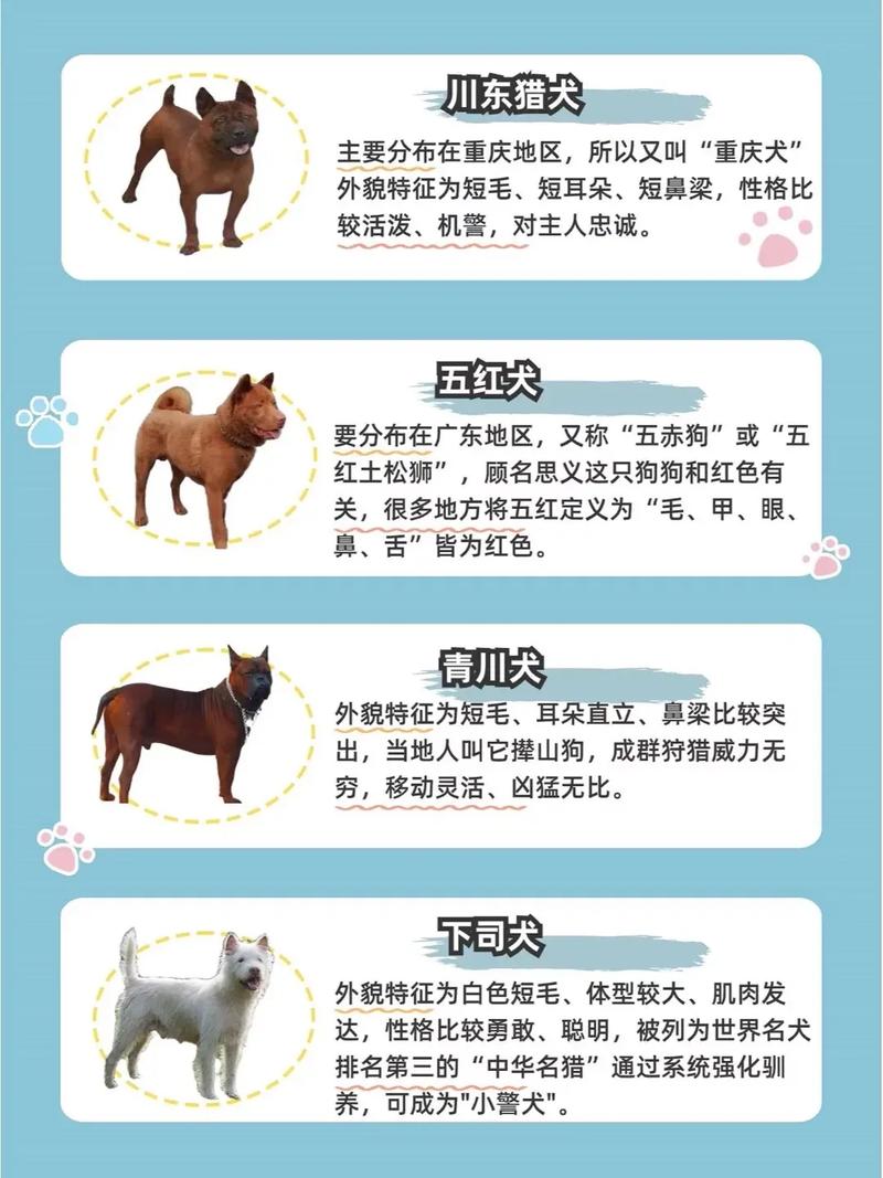 狗狗的品种大全_狗狗的品种大全及图片 排名-第1张图片-后鲨宠物