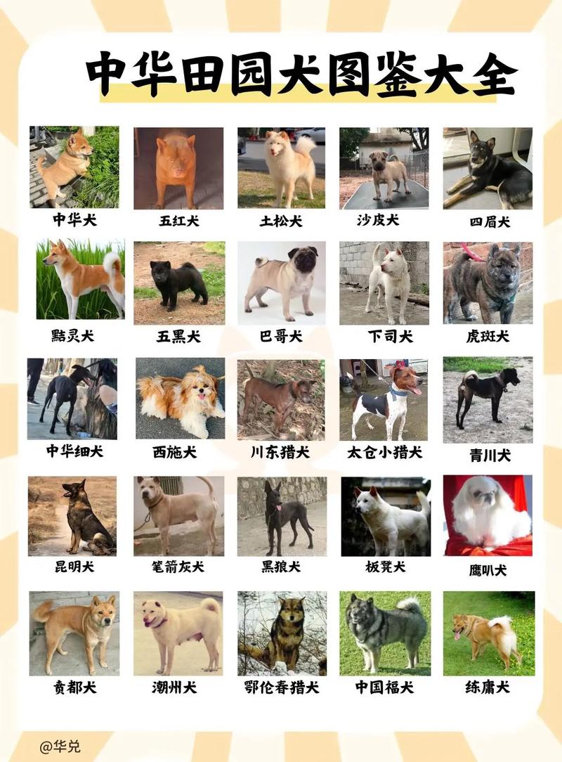 狗狗的品种大全_狗狗的品种大全及图片 排名-第4张图片-后鲨宠物