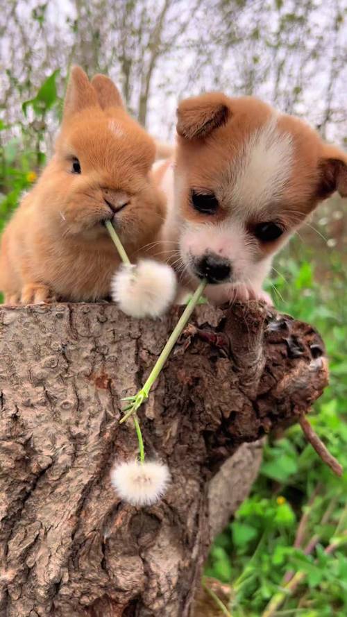 狗狗能喝蒲公英水吗_宠物能喝蒲公英水吗-第1张图片-后鲨宠物 狗狗能喝蒲公英水吗_宠物能喝蒲公英水吗-第1张图片-后鲨宠物