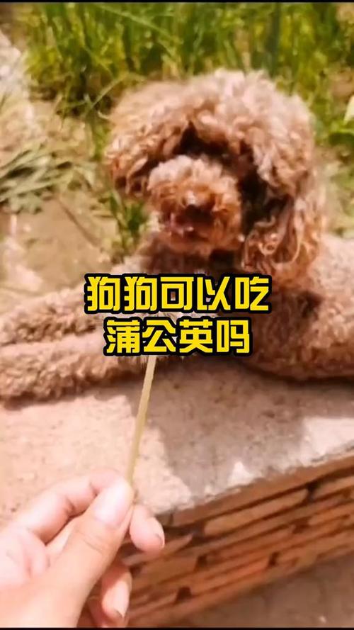 狗狗能喝蒲公英水吗_宠物能喝蒲公英水吗-第5张图片-后鲨宠物 狗狗能喝蒲公英水吗_宠物能喝蒲公英水吗-第5张图片-后鲨宠物