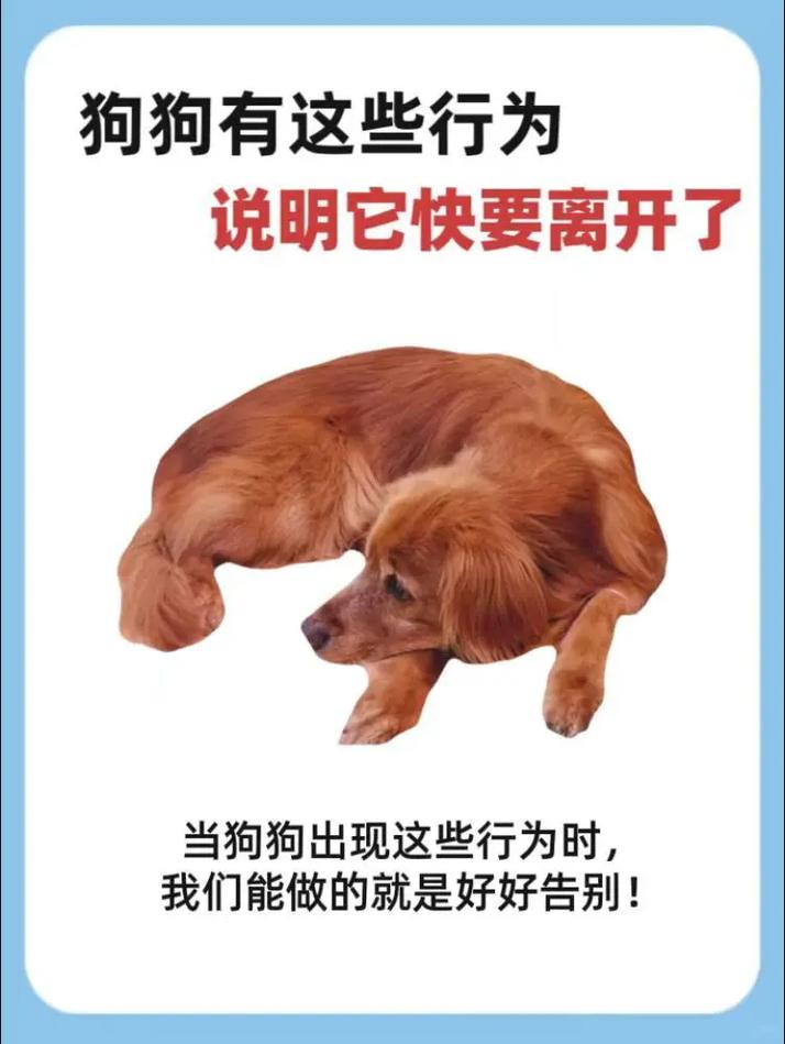 狗狗不见了意味着什么,狗不见了预示什么意思?-第3张图片-后鲨宠物 狗狗不见了意味着什么,狗不见了预示什么意思?-第3张图片-后鲨宠物