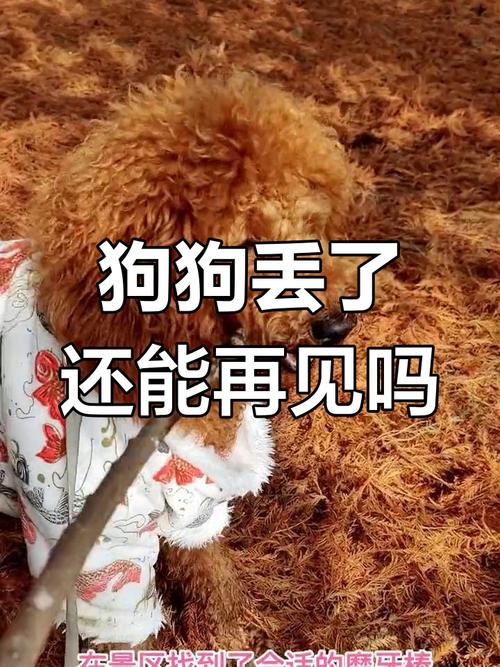 狗狗不见了意味着什么,狗不见了预示什么意思?-第4张图片-后鲨宠物 狗狗不见了意味着什么,狗不见了预示什么意思?-第4张图片-后鲨宠物