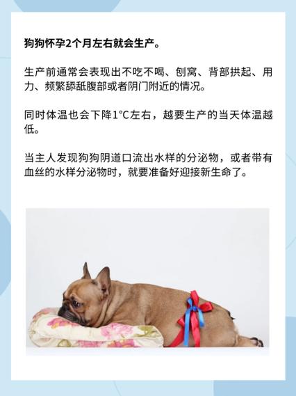 狗狗几个月下崽,狗狗多长时间生小狗?-第4张图片-后鲨宠物 狗狗几个月下崽,狗狗多长时间生小狗?-第4张图片-后鲨宠物