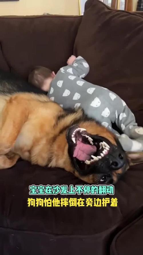 狗狗几个月下崽,狗狗多长时间生小狗?-第3张图片-后鲨宠物 狗狗几个月下崽,狗狗多长时间生小狗?-第3张图片-后鲨宠物