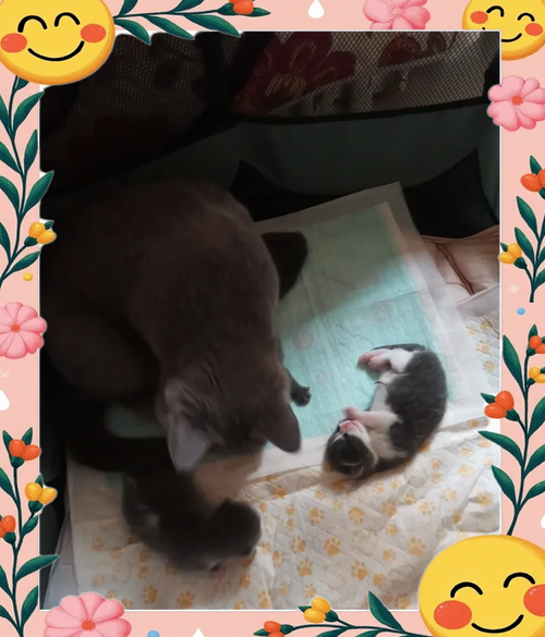  猫咪没有奶水怎么办，猫咪没奶了有什么表现-第1张图片-后鲨宠物