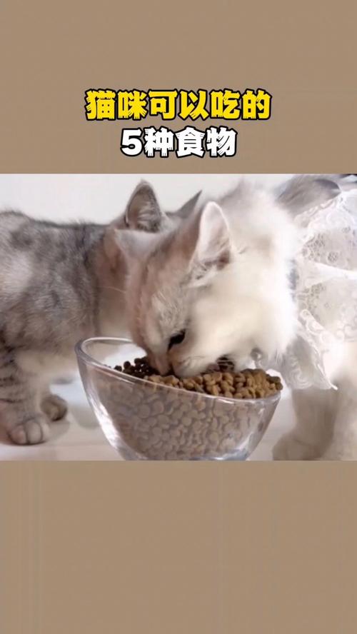 猫咪能吃甜的吗,猫可以吃甜食的吗?-第1张图片-后鲨宠物 猫咪能吃甜的吗,猫可以吃甜食的吗?-第1张图片-后鲨宠物